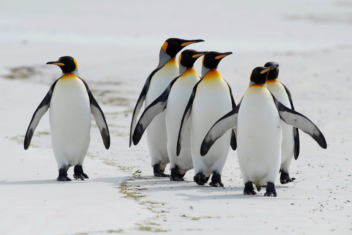 Falkland y Georgia del Sur